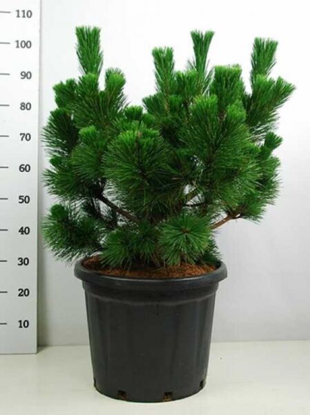 Pinus thunbergii 'Thunderhead' / Japanische Schwarzkiefer 'Thunderhead' 60-80 cm C25, buschige Kiefer im Topf mit Nadeln