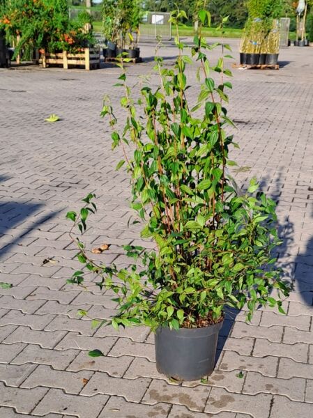 Philadelphus 'Erectus' (Pfeifenstrauch) im Pflanzcontainer C7, 80-100 cm, aufrechter Strauch mit grünen Blättern und Trieben