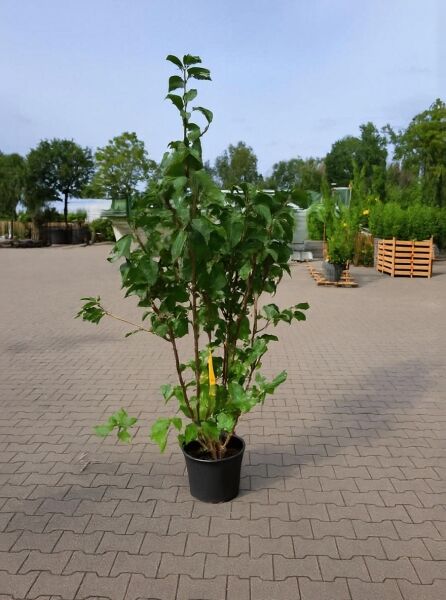 Prunus padus (Trauben-Kirsche) 125-150 cm C20, mehrstämmige Jungpflanze im Topf mit grünem Laub.