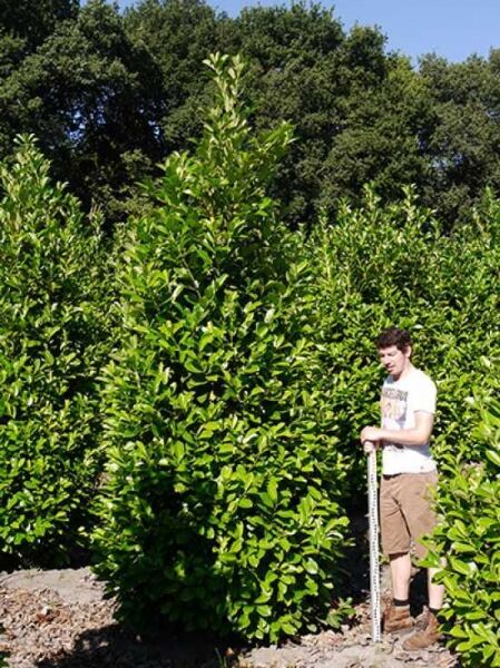 Prunus laurocerasus 'Rotundifolia' / Kirschlorbeer 'Rotundifolia' / großblättriger Kirschlorbeer