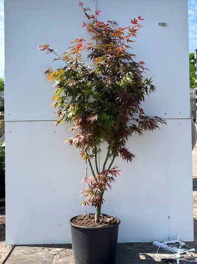 Acer palmatum 'Pixie' / Fächer-Ahorn 'Pixie', mehrstämmiger Strauch mit rotgrünem Laub im C20-Container, 100–125 cm