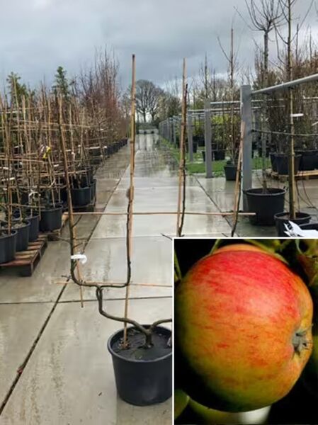 Malus domestica 'Gravensteiner ®' / Apfel 'Gravensteiner' Doppel-U Spalier im Topf, zweistämmig am Spaliergerüst gezogen