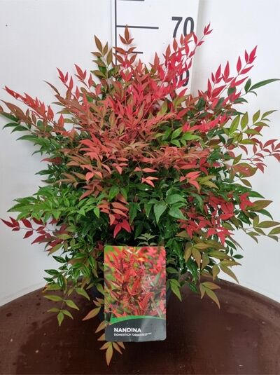 Nandina domestica 'Obsessed' (Heiliger Bambus/Himmelsbambus) im C20-Topf, 60–70 cm, buschiger Wuchs mit roten und grünen Blättern