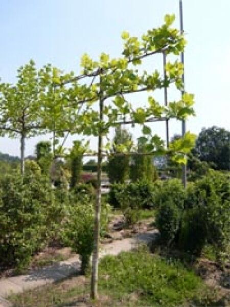 Platanus acerifolia / Spalier-Platane, Hochstamm-Spalier am Gitter, belaubt, Stammhöhe ca. 200 cm, Spalier ca. 120 x 180 cm.