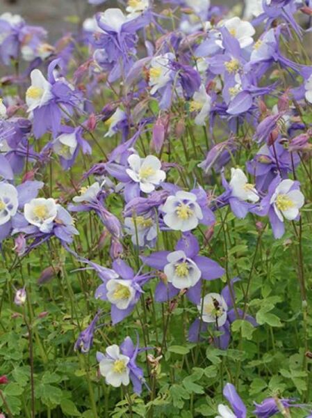 Aquilegia caerulea (State-Serie) 'Virginia' / Akelei