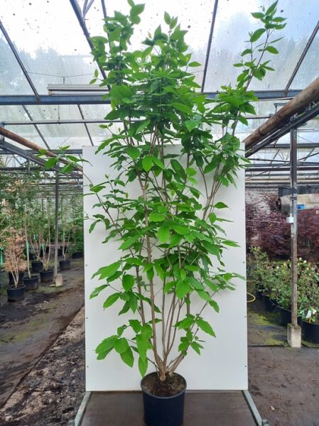 Calycanthus floridus 'Aphrodite' (Gewürzstrauch 'Aphrodite') 200-250 cm im C20-Container, mehrstämmiger Strauch mit grünen Blättern.