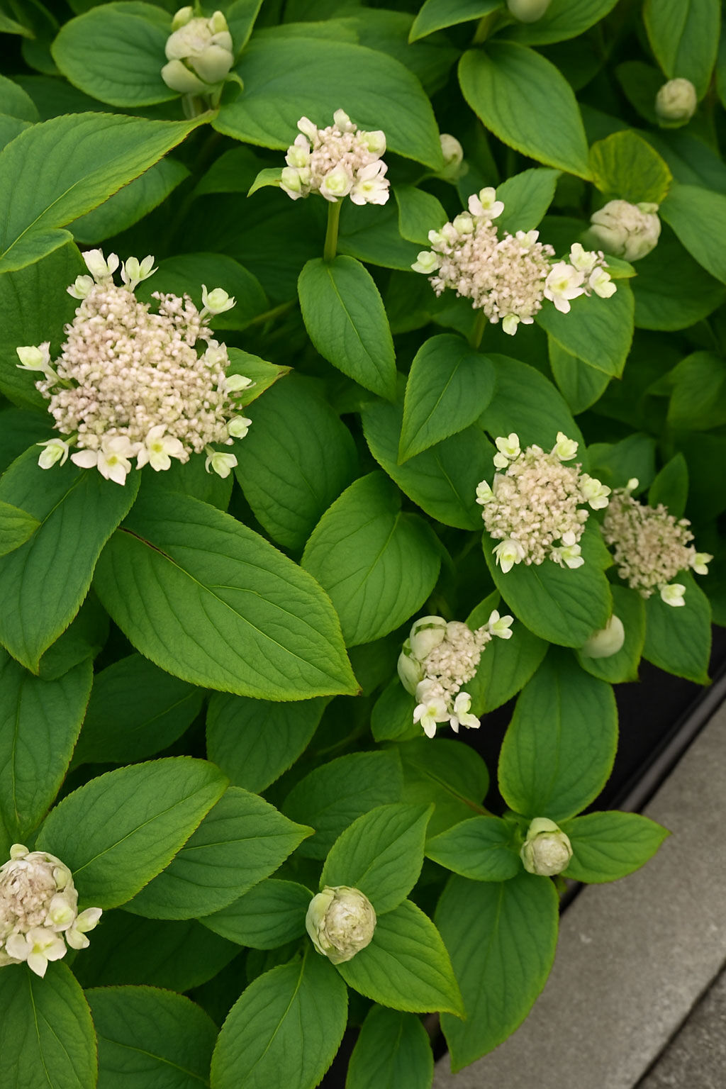 Yetuk ayollar porno filmlar klassik