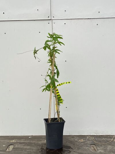 Passiflora caerulea / Blaue Passionsblume, Kletterpflanze 50–60 cm im C2-Topf, am Stab aufgebunden