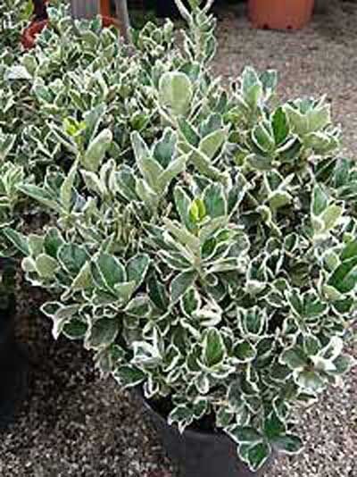Japanischer Spindelstrauch 'Albomarginatus' / Euonymus japonicus 'Albomarginatus'