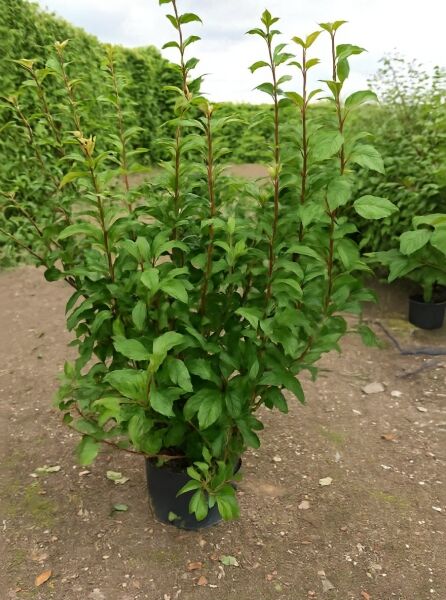 Viburnum bodnantense 'Charles Lamont' / Winter-Schneeball 'Charles Lamont' 150-175 cm C20, Strauch im Topf mit grünem Laub