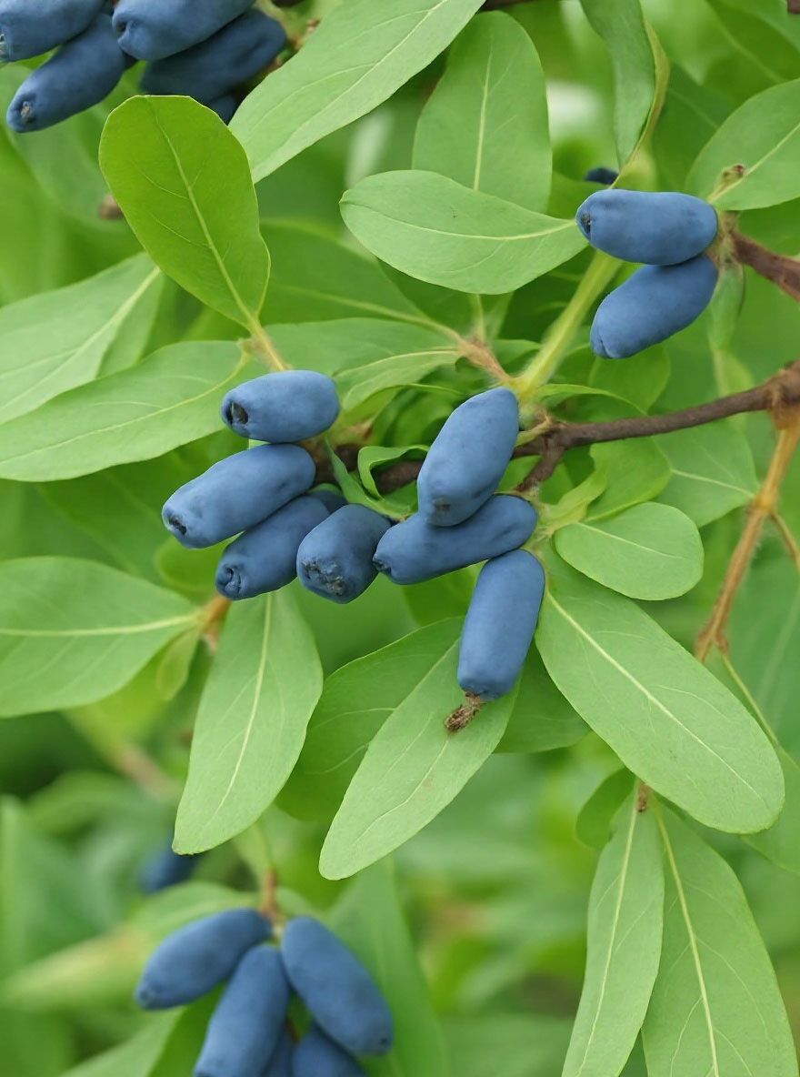 Kamtschatka-Heckenkirsche - Lonicera caerulea kamtschatica - Baumschule  NewGarden
