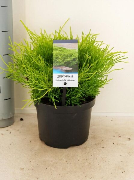 Juniperus media 'Old Gold' / Kriech-Wacholder 'Old Gold' 25-30 cm (breit) C3 im Topf mit dichtem, gelbgrünem Nadellaub