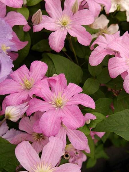 Clematis Hybride 'Comtesse de Bouchaud' / Waldrebe 'Comtesse de Bouchaud'