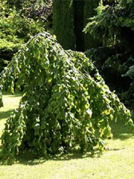 Hänge-Haselnuss / Corylus avellana 'Pendula'