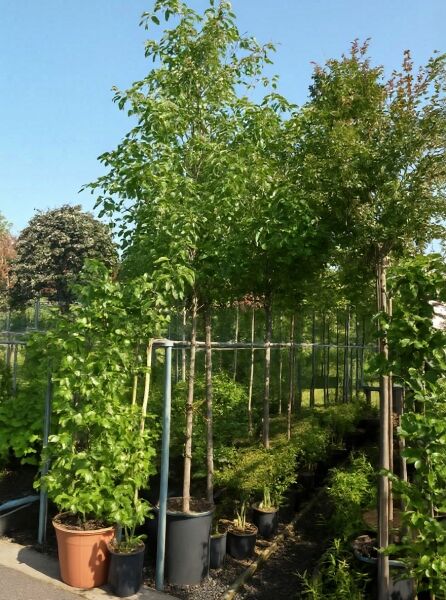 Malus 'Red Sentinel' / Zierapfel 'Red Sentinel' Hochstamm 14-16 StU im Container, junger Baum mit grünen Blättern im Topf