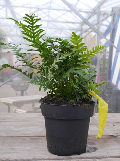 Polypodium vulgare (Gemeiner Tüpfelfarn) C2 im Pflanztopf mit grünen Farnwedeln