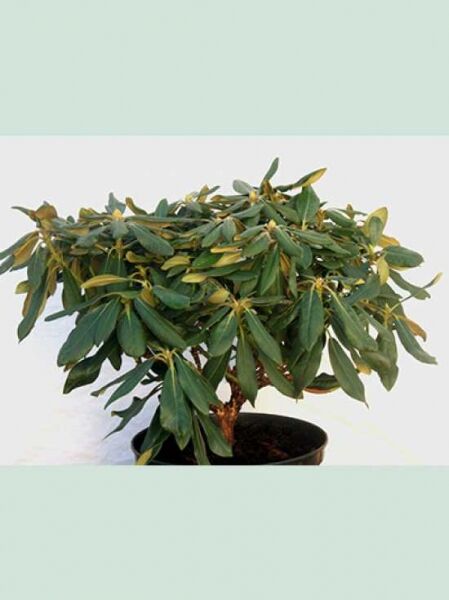 Rhododendron yakushimanum 'Weissenburg' / Rhododendron 'Weissenburg' Solitär im Topf, 50–60 cm Breite, m. B.