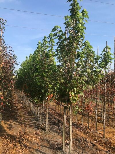 Acer rubrum 'Scanlon' / Rot-Ahorn 'Scanlon' Hochstamm 10-12 StU mit Drahtballen, Baum mit aufrechtem Wuchs im Feld.