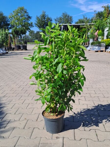 Scheineller Clethra alnifolia 'Pink Spire' 60–80 cm C5, grüner Strauch im schwarzen Pflanztopf mit aufrechtem Wuchs.
