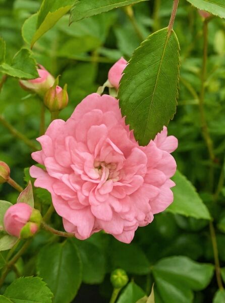 Bodendeckerrose 'Rote The Fairy' (Rosa 'Rote The Fairy') mit gefüllter rosa Blüte und Knospen am Trieb