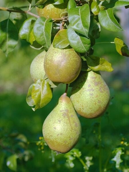 Birne 'Gräfin von Paris' / Pyrus communis 'Gräfin von Paris'