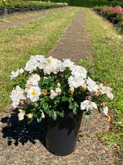 Rosa 'Bienenweide ® Weiß' (Bodendeckerrose) C3 im Topf mit weißen Blüten und grünem Laub.