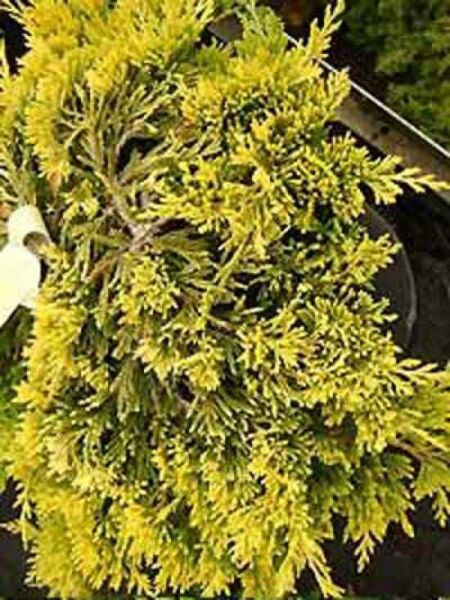 Zwerg-Wacholder 'Golden Carpet' / Juniperus squamata 'Golden Carpet'