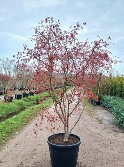 Fächer-Ahorn 'Nicholsonii' / Japanischer Ahorn - Acer palmatum 'Nicholsonii'