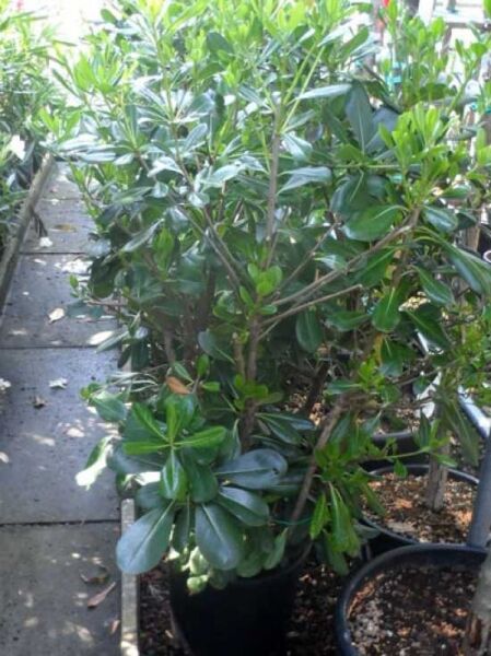 Chinesischer Klebsame / Chinesischer Klebsame