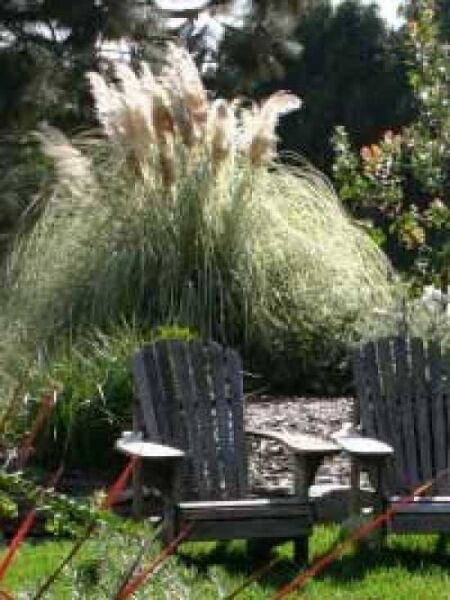 Hohes GartenPampasgras 'Gold Band' kaufen