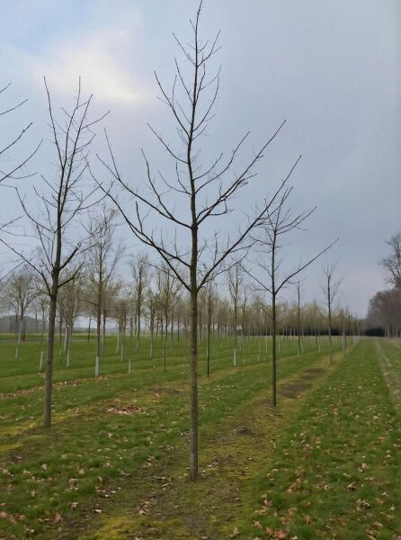 Quercus rubra (Rot-Eiche), Amerikanische Rot-Eiche Hochstamm 25-30 StU mit Drahtballen, Baum ohne Laub im Feld