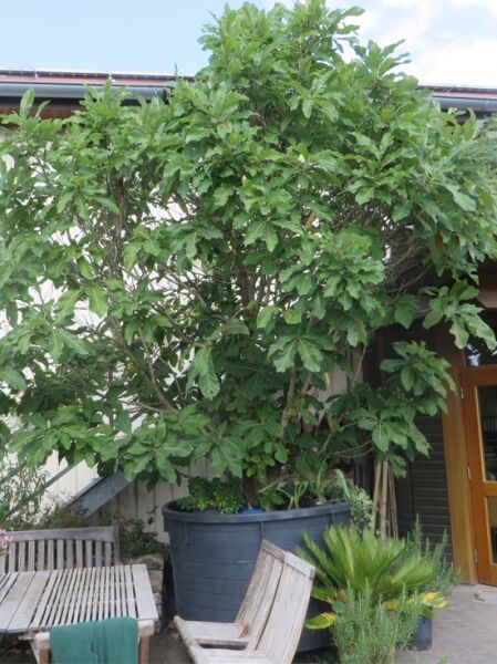 Quercus pontica / Kaukasus-Eiche