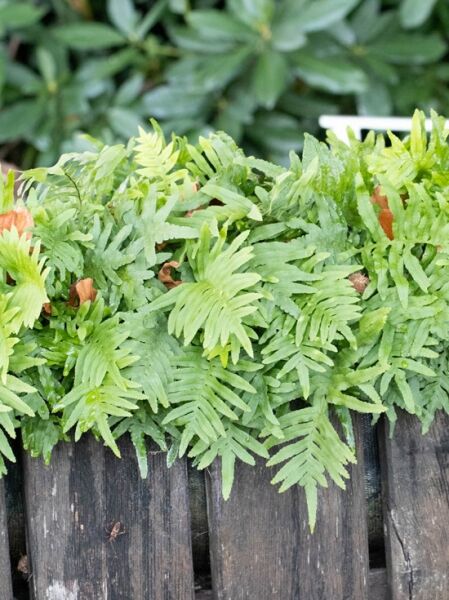Polypodium vulgare 'Whitley Giant' / Großer Tüpfelfarn 'Whitley Giant' mit dichten, grünen Farnwedeln in Bodennähe