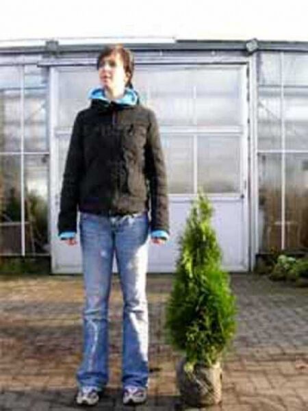 Thuja occidentalis 'Smaragd' / Lebensbaum 'Smaragd' / Smaragd-Lebensbaum