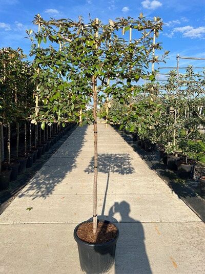 Wintergrüne Ölweide (Elaeagnus ebbingei) Halbstamm-Spalier im Container, H 100 cm, B 120 cm, Stamm 110 cm, 8–10 StU.