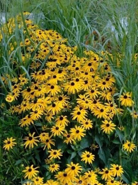 Sonnenhut 'Goldsturm' / Rudbeckia fulgida var. sullivantii 'Goldsturm'