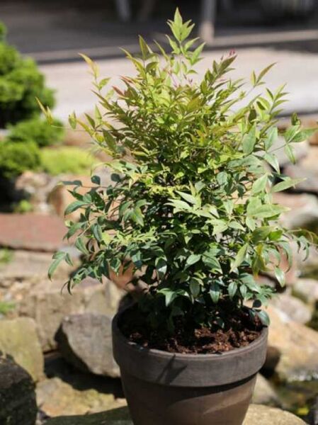 Himmelsbambus 'Gulf Stream' / Nandine 'Gulf Stream' / Himmelsbambus 'Gulf Stream' / Nandine 'Gulf Stream'