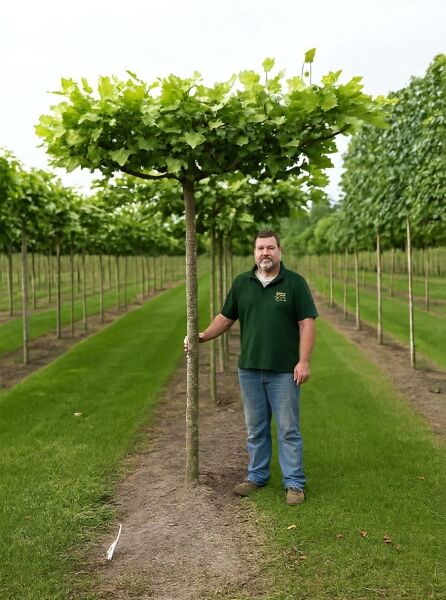 Platanus acerifolia Dach-Form / Dachspalier, Dach-Platane mit geradem Stamm und flacher, schirmförmiger Krone mit grünen Blättern