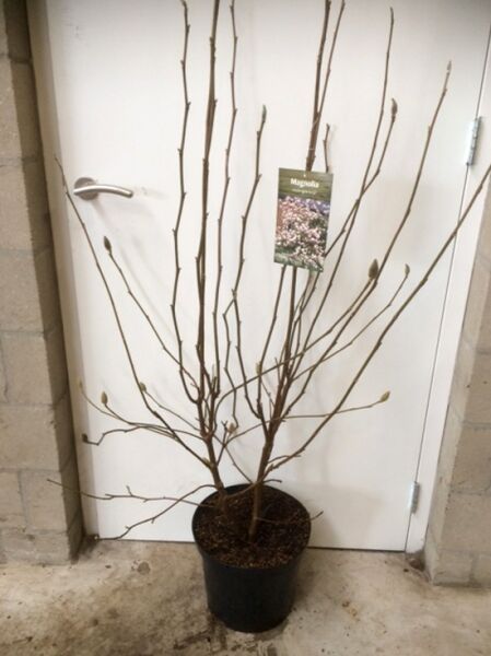 Magnolia soulangiana (Tulpen-Magnolie) 80-100 cm C10, laubfreier Strauch im Topf mit Knospen und Pflanzenetikett.