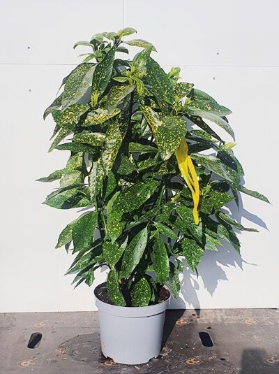 Japanische Aukube 'Variegata' (Aucuba japonica 'Variegata') im Topf, 60–80 cm, grüne Blätter mit gelber Sprenkelung.