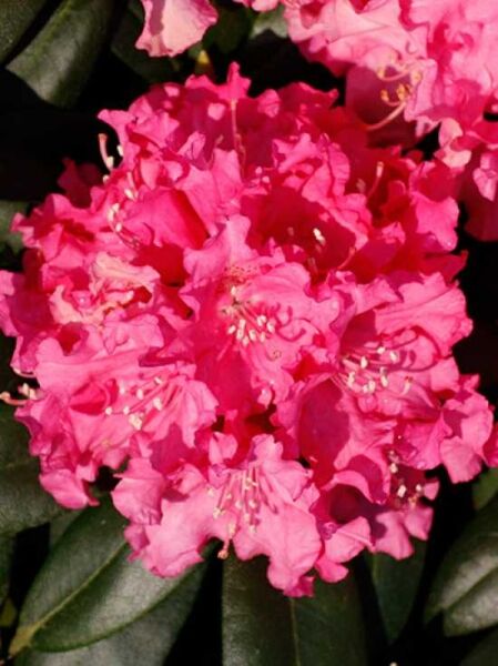 Rhododendron yakushimanum 'Helgoland' / Rhododendron 'Helgoland'