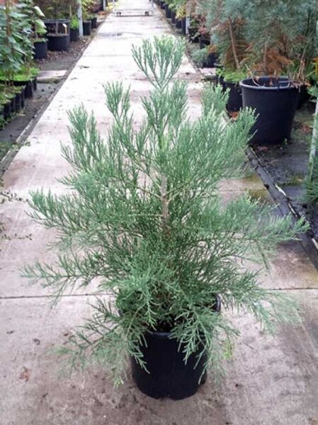 Blauer Mammutbaum / Sequoiadendron giganteum 'Glaucum'