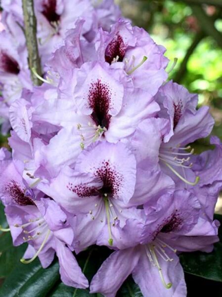 Rhododendron 'Arthur Bedford' (Rhododendron Hybride) mit hellvioletten Blüten und dunkler Zeichnung im Blütenzentrum