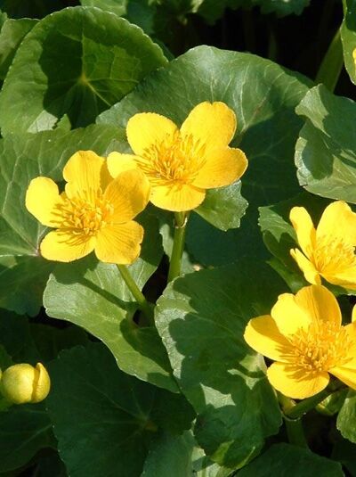 Kaukasus-Sumpf-Dotterblume / Kaukasus-Sumpf-Dotterblume