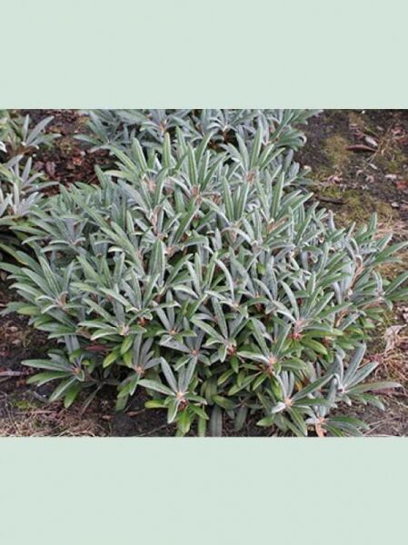Rhododendron makinoi 'Makiyak' / Rhododendron 'Makiyak' Solitär, ca. 70–80 cm Breite, kompakter Strauch mit schmalen Blättern