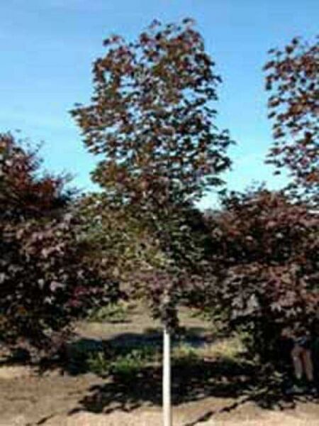 Acer pseudoplatanus 'Atropurpureum' / Blut-Ahorn / Berg-Ahorn 'Atropurpureum'