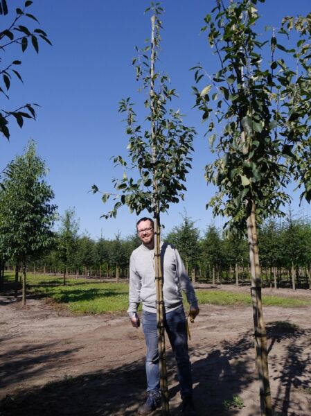 Baum-Felsenbirne 'Robin Hill' (Amelanchier arborea), Hochstamm 10-12 StU mit Drahtballen, angebunden am Stützpfahl.