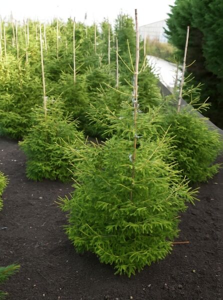 Picea orientalis 'Early Gold' (Gelbe Kaukasus-Fichte/Orient-Fichte), 125–150 cm m. B., junger Nadelbaum mit hellgrünen Trieben.