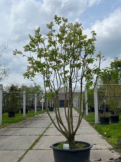 Gartenflieder / Gewöhnlicher Flieder / Edelflieder 'Souvenir d' Alice Harding' 200-225 cm Hoch 'mehrstämmig' / Syringa vulgaris 'Souvenir d' Alice Harding' 'mehrstämmig' (874927)