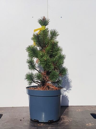 Pinus uncinata (Haken-Föhre) im Topf, 20–25 cm, C3, kompakter Wuchs mit kurzen, dunkelgrünen Nadeln